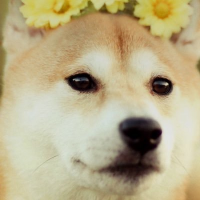 ソラみ🌸4/26(土)親がしんどいバー/5/3(土)もんじゃバー (@she_soup) 's Twitter Profile