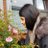Anoushka Rajesh