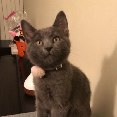 dinh_kristine's profile picture. YKΔ🦋