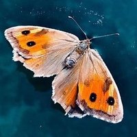 ayse kabaoğlu (@kabaoglu_ayse) 's Twitter Profile Photo