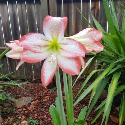 Cows95's profile picture. 