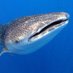 Friendly Whale Shark Jackson Profile picture