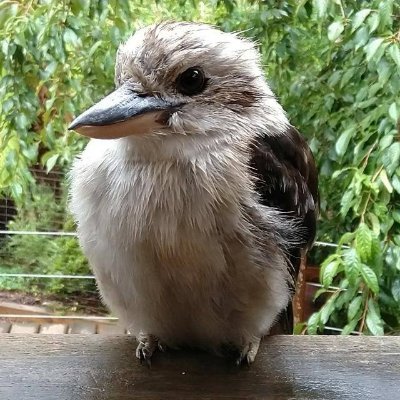 edwardborland's profile picture. 70s sci fi tragic. Had an Etch-a-Sketch once, and several Commodore Amigas.