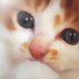 noaship (@floral_wreath) Twitter profile photo noaship (@floral_wreath) Twitter profile photo