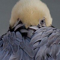 - (@youssef76973023) 's Twitter Profile