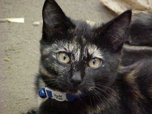 Lover of cats, dogs, books, antiques, genealogy, and crafty stuff.