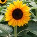 Sunflower (@sunflower40000) Twitter profile photo Sunflower (@sunflower40000) Twitter profile photo