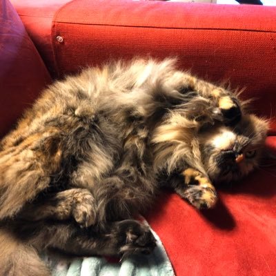 innocuous cat owner. cancer survivor x2. not terribly twitter savvy. @cadeaubijou on Bluesky