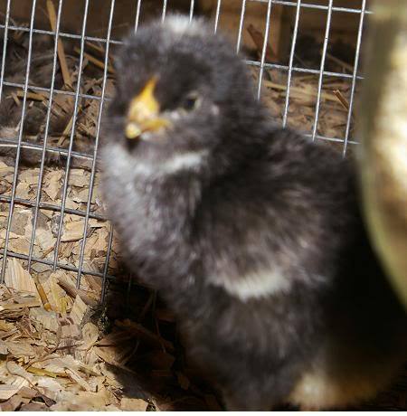 We post daily pictures of cute baby chickens. We also post pictures or videos of full grown pet chickens. Want us to post your chicken pic? let us know.