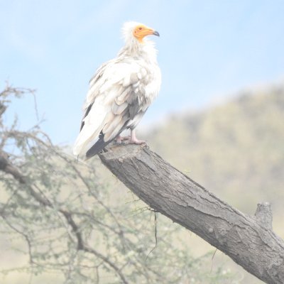 Nature Tanzania is an independent membership national conservation NGO in Tanzania. We use birds as indicator of ecosystem health and biodiversity conservation.