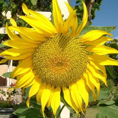 jasowas2's profile picture. 