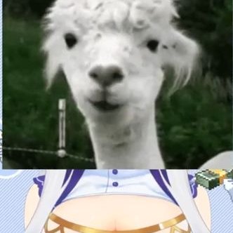 アルパカ飼育員p Alpaca Pokkyou تويتر