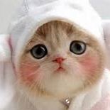 quincecrew's profile picture. 猫を愛でる人。2023.7.6に18歳7ヶ月の飼い猫を見送りました。好きなものと、仕事と人生の愚痴を呟く。たまに料理した物を投下。ソシャゲは審神者（就任7周年）と監督生（2年）