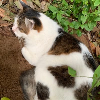 _2_2_'s profile picture. 成人済。 原神、シャドバ、コンパスの民 雑多にTCGもプレイするよ。 旅と猫の写真よく載せてる。 篠澤広