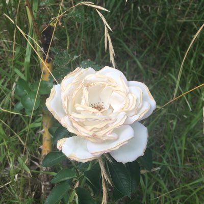 caspbat's profile picture. Full Professor of Statistics at Department of Statistics and Quantitative Methods, University of Milano-Bicocca, Italy