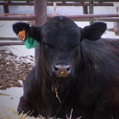 Utah based seed stock producer | Angus | Simmental | SimAngus | Red Angus | Hereford | PAP tested | Follow us on Instagram @igabulls - Brady Blackett