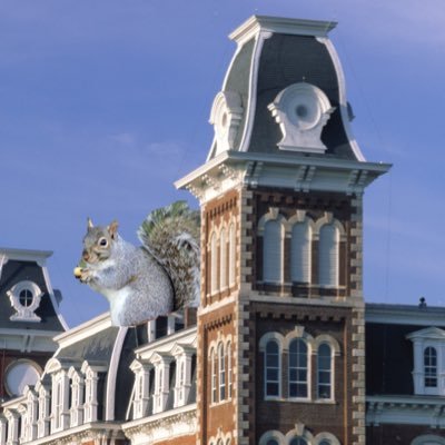 The real mascots at the University of Arkansas; Tusk better watch out 🐿