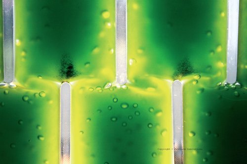 algae@proviron Profile