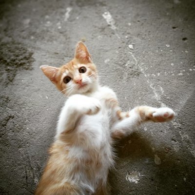 Olá, me chamo Nala! Recentemente tive uma fratura no meu joelho, o que contribuiu para deixar minha locomoção limitada e PRECISO DA SUA AJUDA!