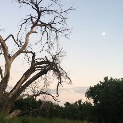 4th3trees's profile picture. ǝɟᴉl ɹnoʎ llɐ