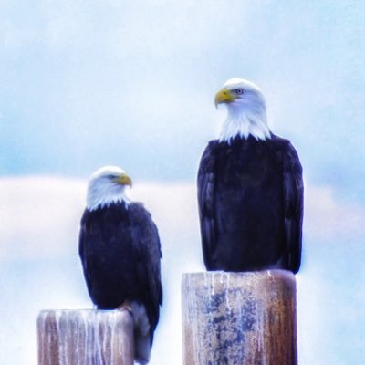 Birds, rocks, photography, F1 racing. Lakehead U & Sheridan College grad. Vegetarian.