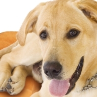 Cushy_'s profile picture. Waschbares (!) Wildlederkissen mit Lotuseffekt und cleverem Taschendesign