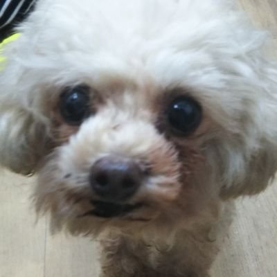 LcdgKssjAfP69ic's profile picture. 大阪