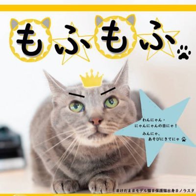 2019.12.22(日)に門前仲町のハイパーミックス地下１階にてイベント『もふもふ』を開催します！🌟インスタ🌟 https://t.co/6f5OsguJP9