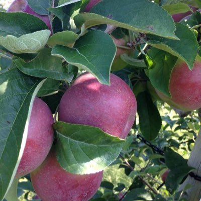 We are a city owned farm that grows for you. Nestled in the heart of Peabody, w/ roughly 270 acres of orchards, gardens and woods. Apples, peaches squash & more