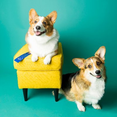 Lover of animals, obsessed with dogs. Love my 2 Corgis, Made in America, cookies, Texas and Dr. Pepper. X-Phile. Marketing Director @SmartbridgeLLC