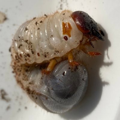 仕事から帰れば3人の子ども👦🧒👶と15匹のカブトムシ🐛の寝顔が一日の疲れを癒してくれる、そんな20人家族の子育て奮闘記（担当：カブトムシ）