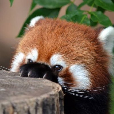 Sneaky panda needs a place. Current obsessions: Untamed &MDZS. Many fandom 💓 KT, Akame, News, Babylon 5, Good Omens, musicals… same username across all.