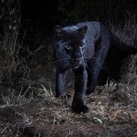 Jack the Cat(@PantherJackk) 's Twitter Profile Photo