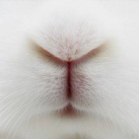 Bunnies (@bunnies) 's Twitter Profile