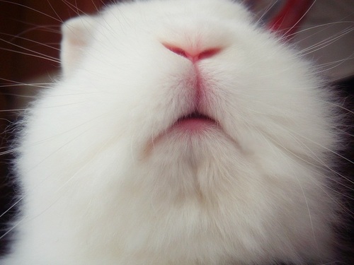 Hy I'm Ale! The bunny in the picture is my little love, Fletcher! I love him! I now have a giant bunny! I' m 40 and I'm Italian. Love photography and travels!
