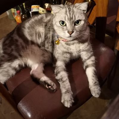 老鼠爱蚊香さんのプロフィール画像