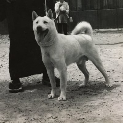 紀州の山犬 On Twitter 紀州犬に携わった有名な方 鉄一号等の鉄系から作出された 第三白竜号 そして犬舎の伸向荘 作出者のn野氏 N野氏は鉄道関係の仕事のかたわら 猟師もされており N保よりk保で活躍された方で 当時 新宮市にほど近い 三重県紀宝町に犬舎を