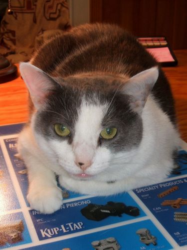 mjd5995's profile picture. Ex-military, ex-defense worker, full time husband and now full time cat servant as retirement is here.