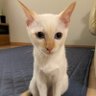 kitten_blue2019's profile picture. 猫雑貨＆猫グッズ通販専門店 キトンブルーです。
かわいい猫モチーフのグッズをいろいろ取り揃えております。
猫好きさんはぜひご覧くださいませ！
画像は看板猫のメイちゃんです。
BASE店はこちら　https://t.co/gc2RILigpk