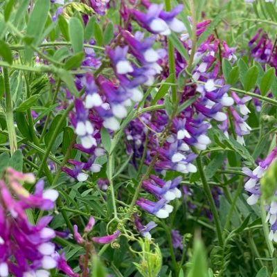 MartinLiggera's profile picture. Ingeniero Agrónomo 🇦🇷