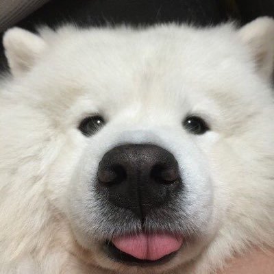 PirachutchITRS's profile picture. 