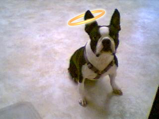 CedarCreekVet's profile picture. 