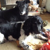 Aunty Maggs, Oscar & Sprout (@geemaggs) 's Twitter Profile