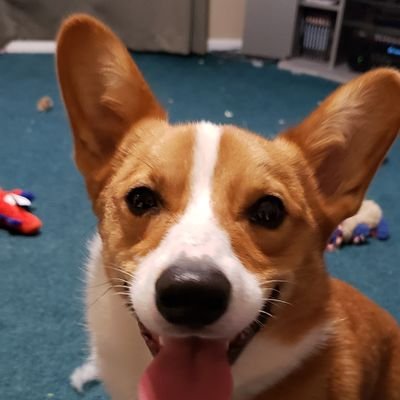 Just a happy corgi in the Pennsylvania wilderness