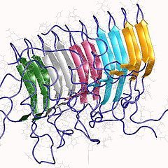 Amyloid amyloid amyloid