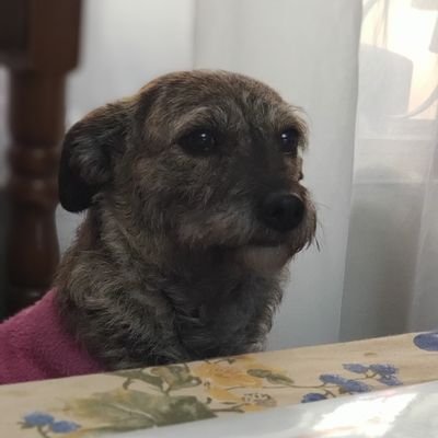 FerPazm7's profile picture. 