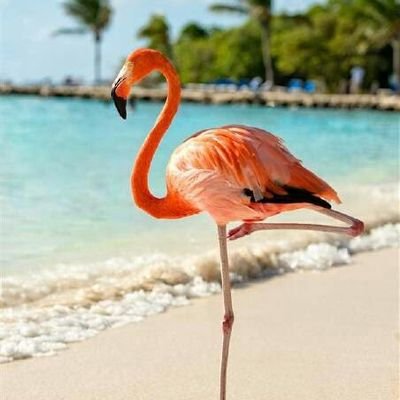 flamingo hotel