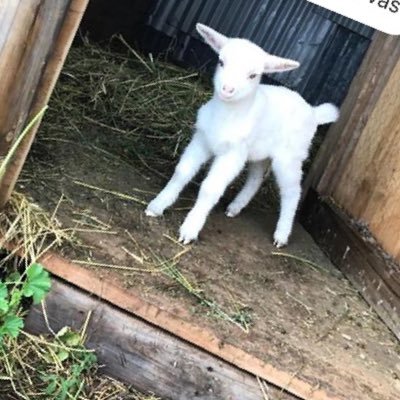 TriniVCG's profile picture. 