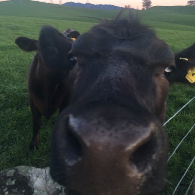 Shanalog's profile picture. 🇸🇩