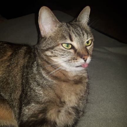 jennieramstad's profile picture. Geek marauder. I read, eat, and snark. Occasionally inappropriate.